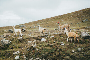 Alpacas en típico paisaje de los andes