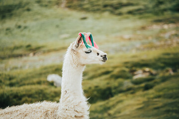Retrato de alpacas © artrolopzimages