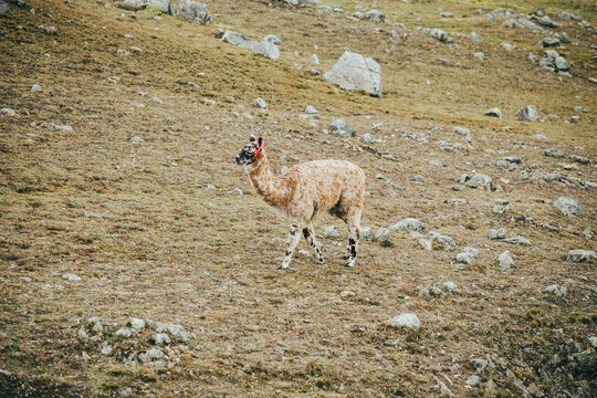Alpaca en típico paisaje de los andes