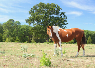 Obraz premium Brown and White Horse in Pasture located in Rural East Texas