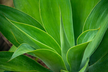 Beautiful leaves of green plants. Colorful foliage. Assorted cordyline fruity concept background.