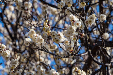White plum blossoms in the farmyard