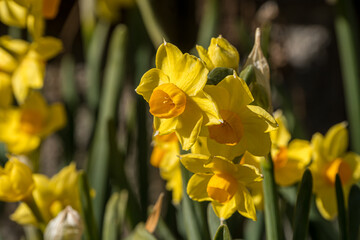 Daffodils blooming in the garden