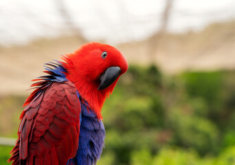 eclectus parrot or eclectus roratus portrait