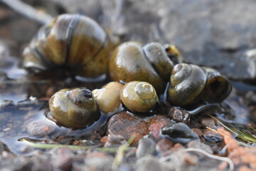 Snails