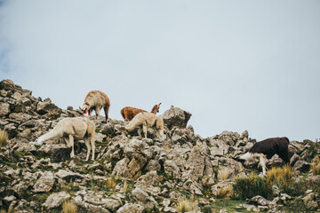 Alpacas comiendo en una montaña en Sudamérica