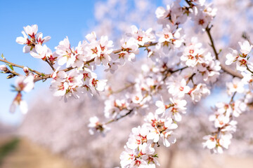 blooming tree