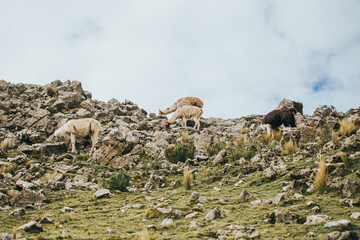 Grupo de alpacas y llamas en la sierra 