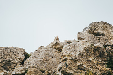 Conejo Silvestre Vizcacha entre piedras