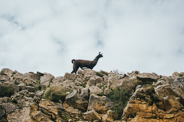 Alpaca caminando por las montañas y el cielo de fondo
