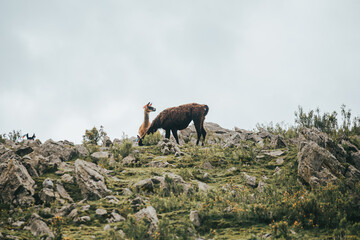 Alpacas en montaña de los andes de sudamerica
