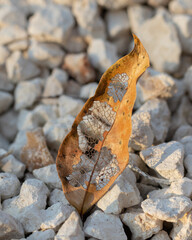 Hoja seca con orificios