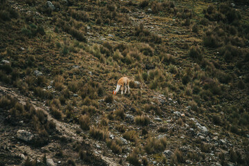 Llamas y alpacas en paisaje de los andes