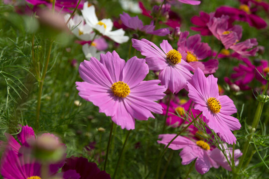 Beautiful cosmos blooming in the flower garden background