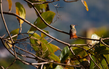 bird on a branch