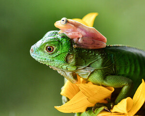 Close up photo of two friendly animals, a green iguana and a golden mini frog