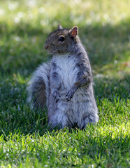 Naklejka na ściany i meble Eastern Grey Squirrel Standing on Hind Legs and Looking with Cautious. Santa Clara County, California, USA.