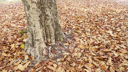 Old trees and dry leaves fall on the ground. A landscape with warm tones of dry leaves on the ground around the trunks of large trees in autumn with copy space. Selective focus