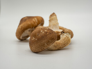 Fresh mushrooms just bought back