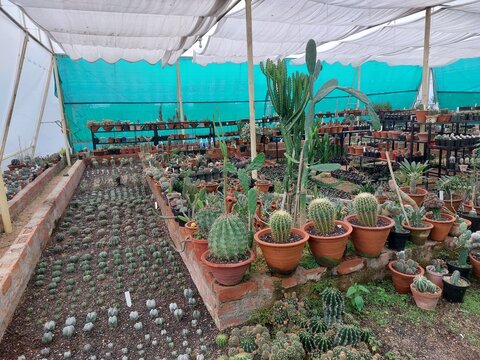 beautiful cactus garden near jaichandi pahar ,purulia, India