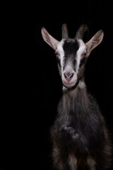 portrait of a gray Saanen goat on a black background. horned goat, magazine photo.