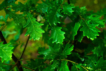 Fototapeta na wymiar Green oak leaves on a tree in the forest. The oak tree.