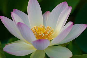 福井県今庄花はす公園の蓮