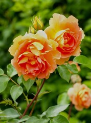 庭の美しいオレンジ色の薔薇の花