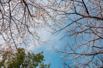 The sakura cherry trees just started to bloom in the spring season. Japan