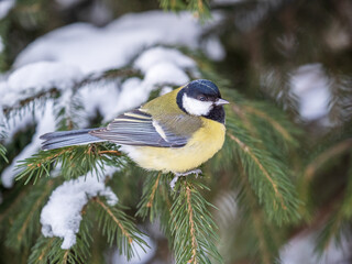 Cute bird Great tit, songbird sitting on the fir branch with snow in winter