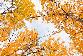 Fototapeta premium autumn leaves against blue sky