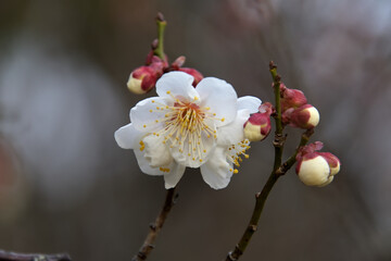 トウジという名前の白梅