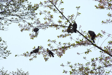 鳩の群れ