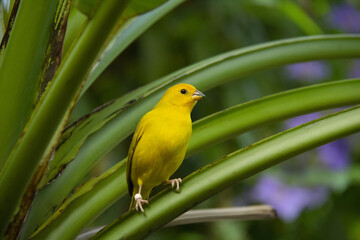 A closeup shot of yellow canary bird perched on a grass