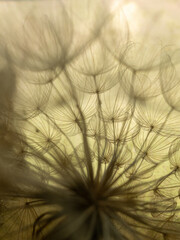 Dandelion macro on a beige background. Airy and light natural background. Selective focus