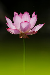 花　蓮　睡蓮　植物　ハス　ピンク　アップ　イメージ