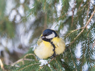 Cute bird Great tit, songbird sitting on the fir branch with snow in winter