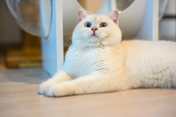 Young cat sits resting and is doing big eyes from shock and looks up above, silver British Shorthair cat with big beautiful blue eyes, beautiful white cat and good pedigree.