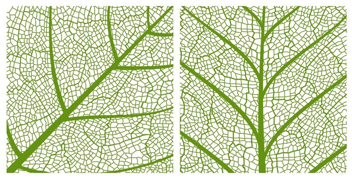 Green leaf texture pattern background with closeup leaf pattern with veins and cells. Tree or live plant leaves skeleton macro structure. Floral and botanical vector backdrop or wallpaper