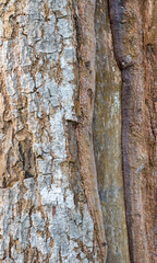 Aged tree stump with rugged bark close up view with selective focus
