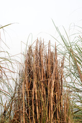 Fototapeta premium Dried wild blade or straw grass on a field close up shot