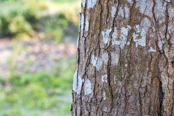 Close up view of a selective focused aged tree stump with rugged bark for background