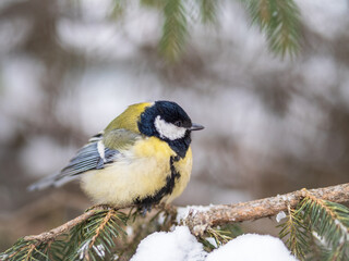 Cute bird Great tit, songbird sitting on the fir branch with snow in winter