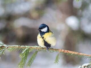 Cute bird Great tit, songbird sitting on the fir branch with snow in winter