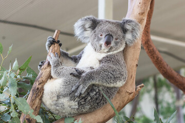 Close up of koala bear relaxing on the small tree. © AllieGraphix