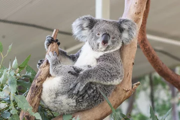 Fotobehang Close up of koala bear relaxing on the small tree. © Karlie Studio