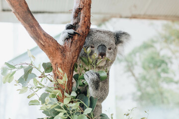 Close up of koala bear relaxing on the small tree.