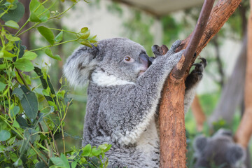 Close up of koala bear relaxing on the small tree.