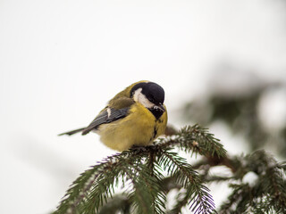 Cute bird Great tit, songbird sitting on the fir branch