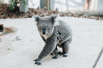 Close up of koala bear walking on the floor.